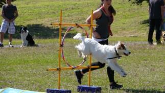 Pack mensual de clases de adiestramiento canino